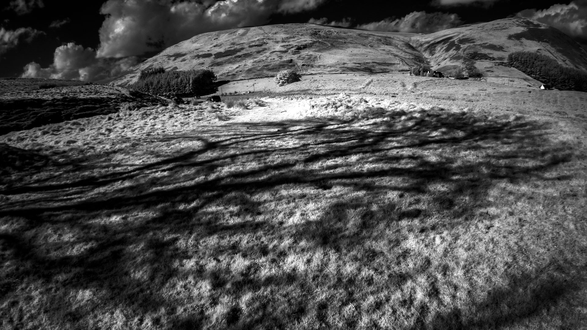 The Frandy Tree | Ian McLaren Wallace